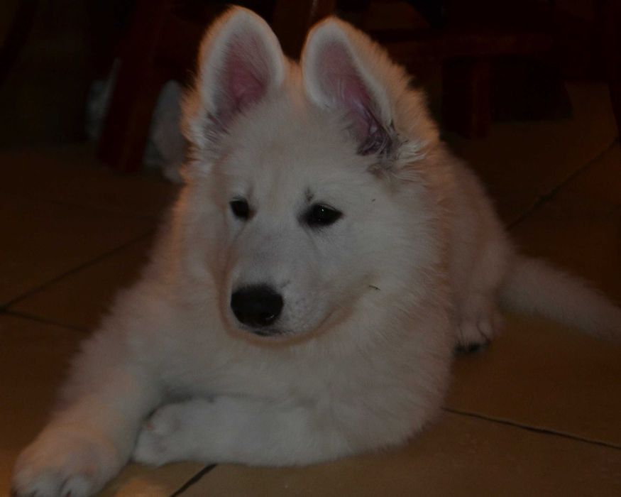 Biały owczarek szwajcarski piesek od szkoleniowca !