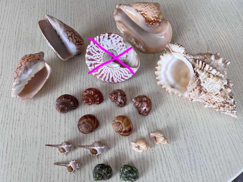 Морские ракушки большие и средние