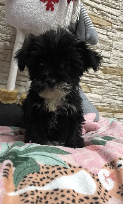 York yorkshire terrier sunia czarno biała