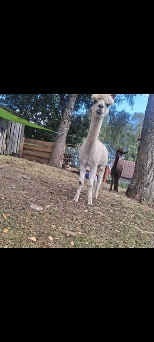 Dorodny samiec Huacaya gotowy do krycia