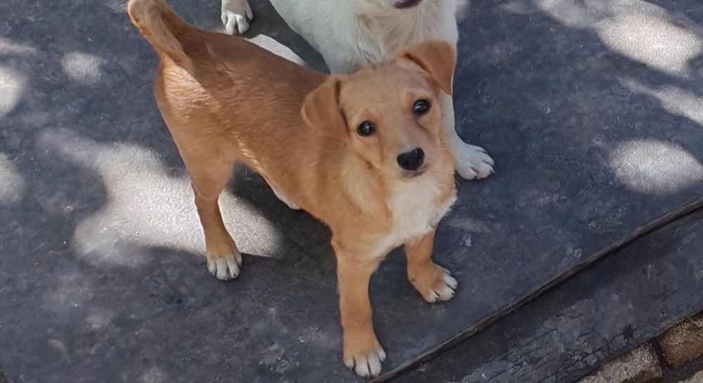 Віддам у добрі руки