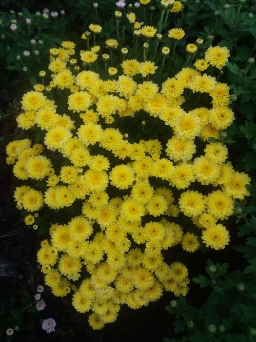 Хрезонтема. Хризантема мультифлора.Хризантема ранняя.Клематис