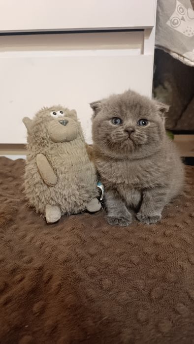 Продам Шатландских котят