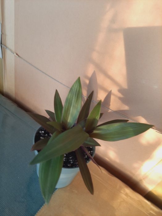 Trzykrotka ( reo meksykańskie