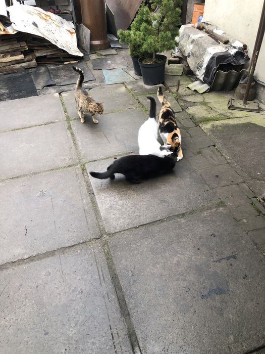 Віддам кошенят у добрі руки! ( плямисту кицю забрали)