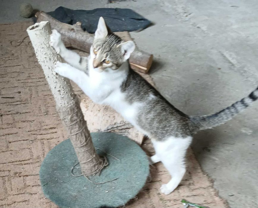 Lilu śliczna kotka szuka domu