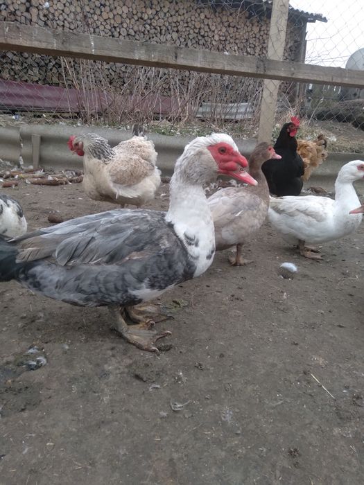 Продам інкубаційні яйця мускускої качки