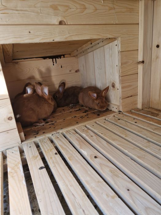 Klatki dla królików