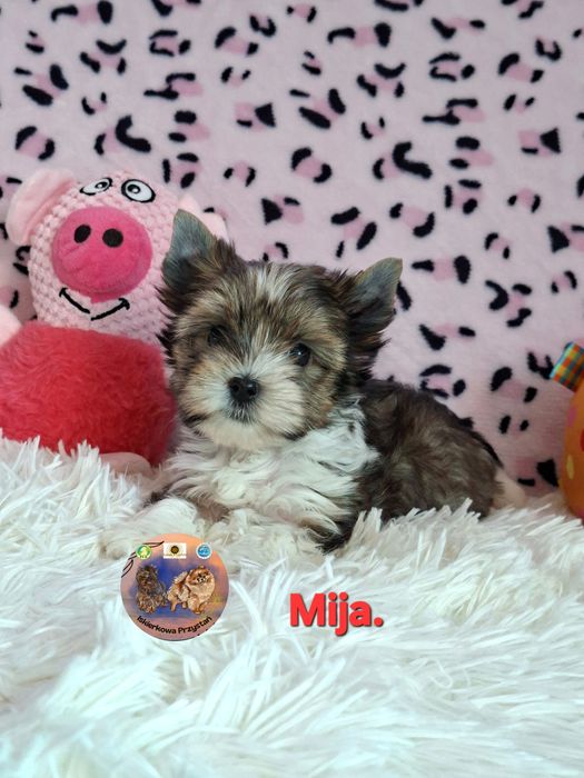 Suczka Yorkshire Terrier White Ocean Pearl