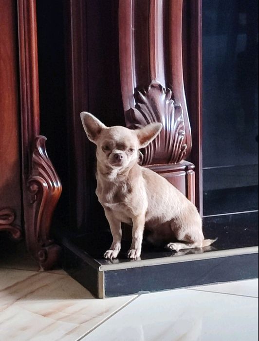 Короткошерстний хлопчик чіхуахуа