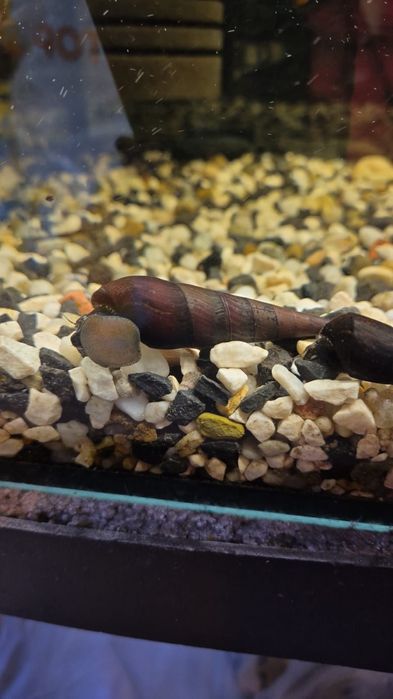 Ślimak tylomelania,,Black Devil