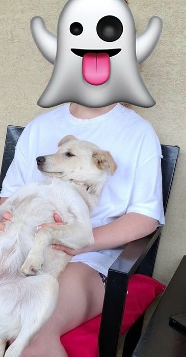 Suczka do oddania w dobre rece