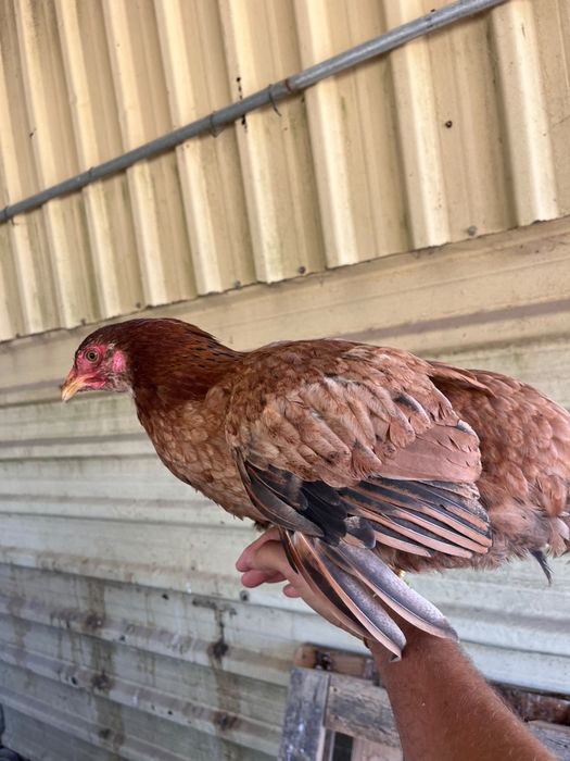 Galos e galinhas descendentes de galo Brahma Perdiz cruzado com poedeiras comerciais