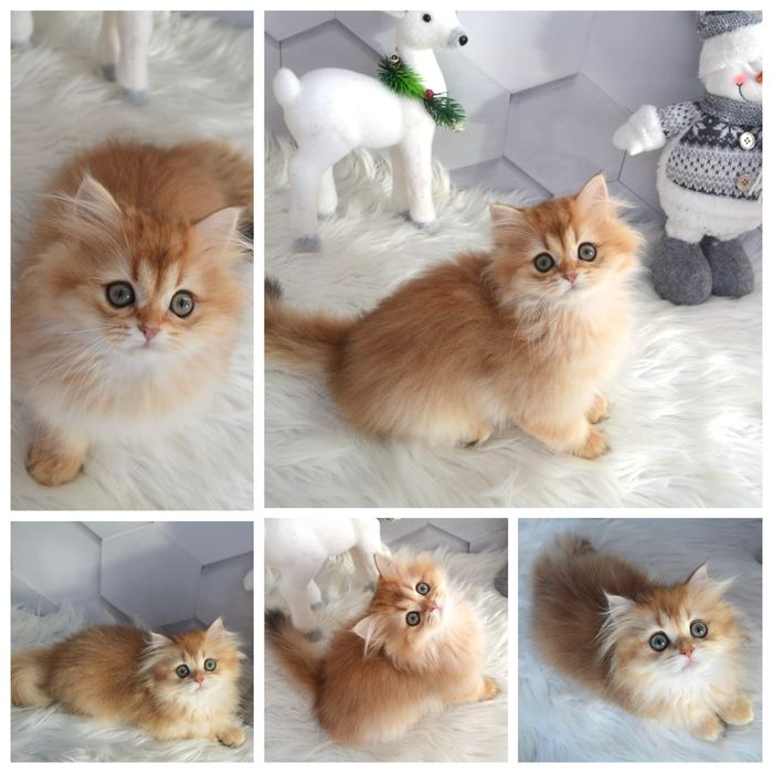 Британські котята золота шиншила/золотая шиншилла/британские котята