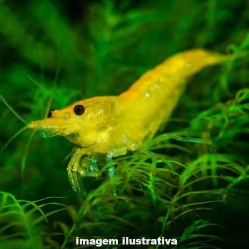 Camarões Neocaridina Amarelos