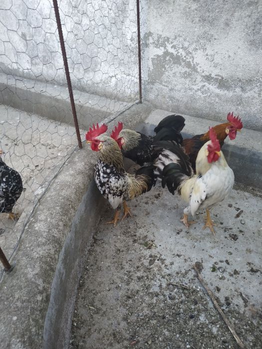 Galos (coquitos) para dispensar.