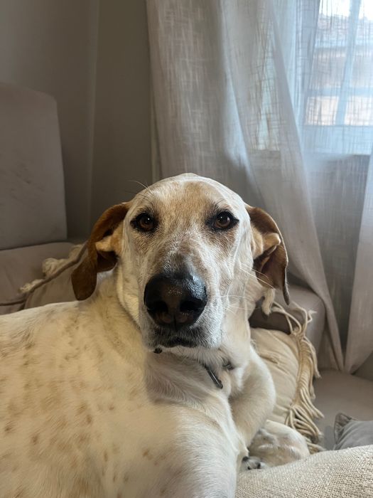 Cão para adoção responsável