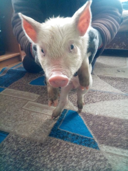 Продаємо поросят. За опт зробим знижку.Є 6 кабанчиків і 2 свинки.