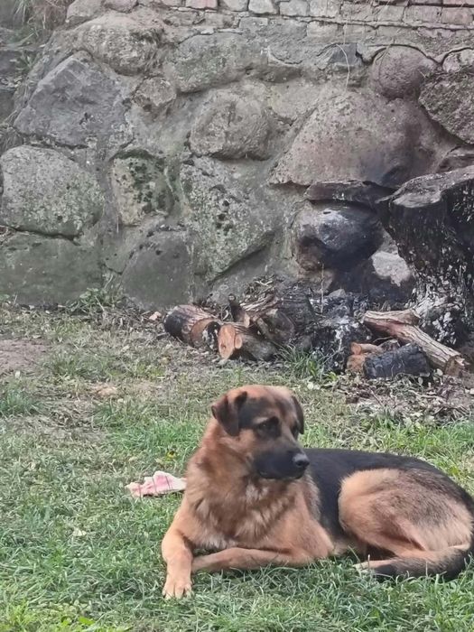Pies / owczarek młody