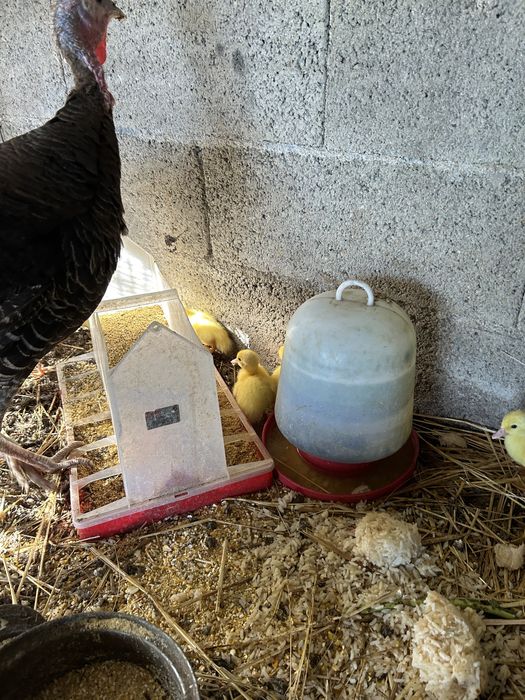 Tenho para dispensar perus, patos, ganços pombos correios caturras e coelhos