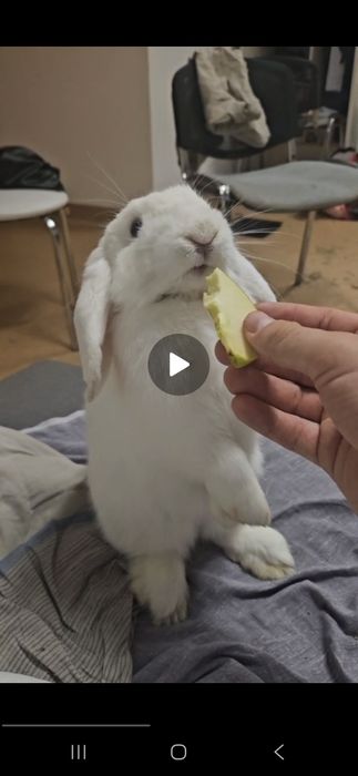 Króliś rasy mini lop