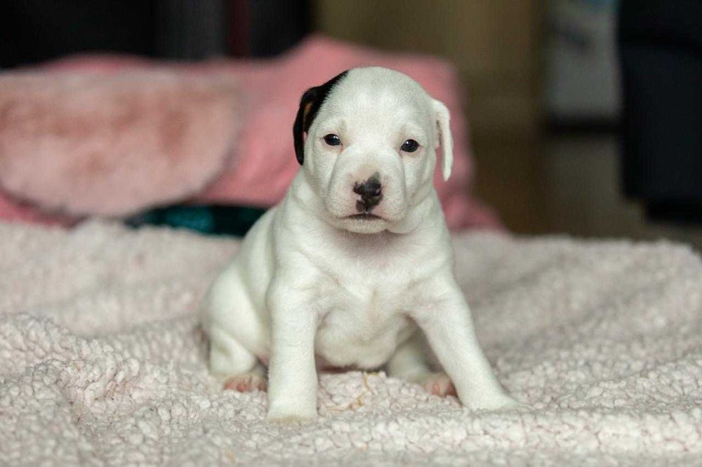 Parson Russell Terrier ZKwP/FCI – samiec Aramis, hodowla Abbey Road Hunters