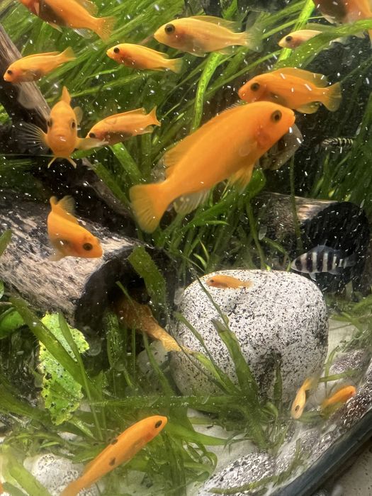 Псевдотрофеус Красная зебра