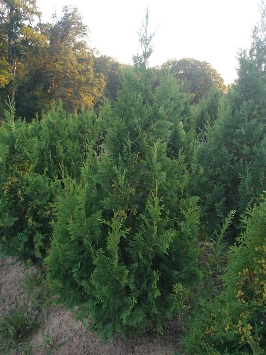 Tuja spiralna wąsko rosnąca 200/240cm  Krzewy, iglaki