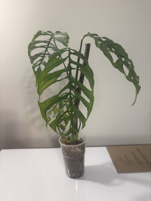 Monstera obliqua peru