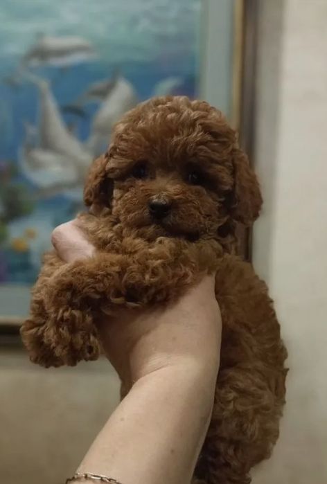 Малюк красавчік, той пуделЬ, Ред Браун