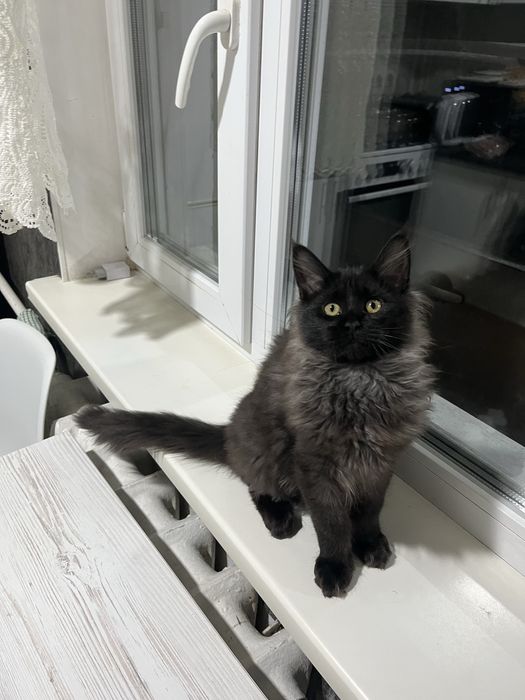 Продам кошенят мейн кун