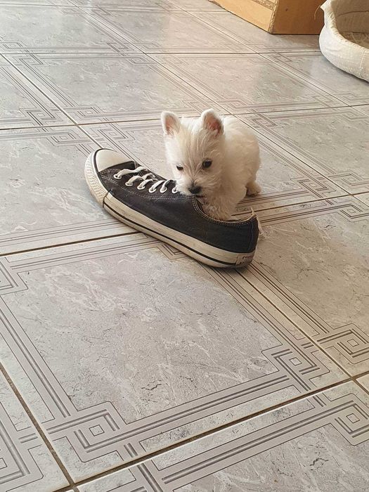 West Highland White Terrier suczka