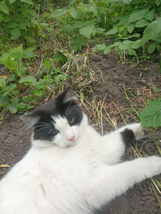 Молодой котик стерилиз, бело - чёрный пушистый в добрые руки