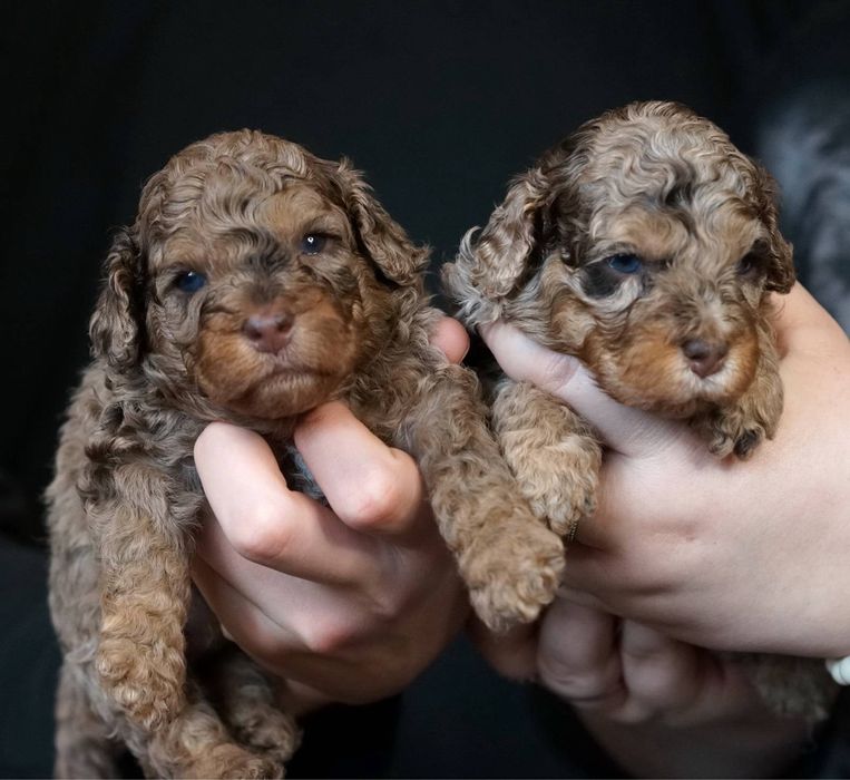 Дівчатка Той Пуделя та Кавалер Кінг Чарльз