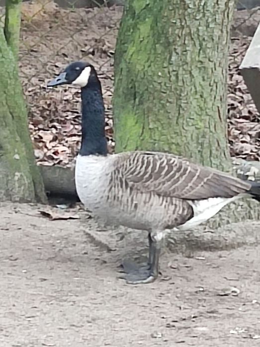 Sprzedam bażanty ine