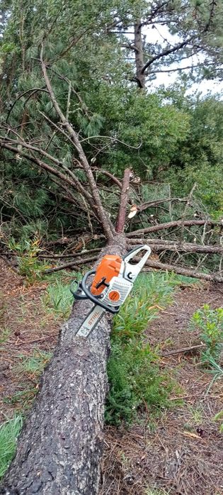 Corte/abate de árvores
