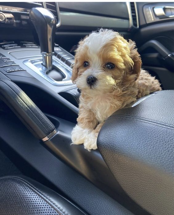 Мінічка цуценятка мальтипу ф1