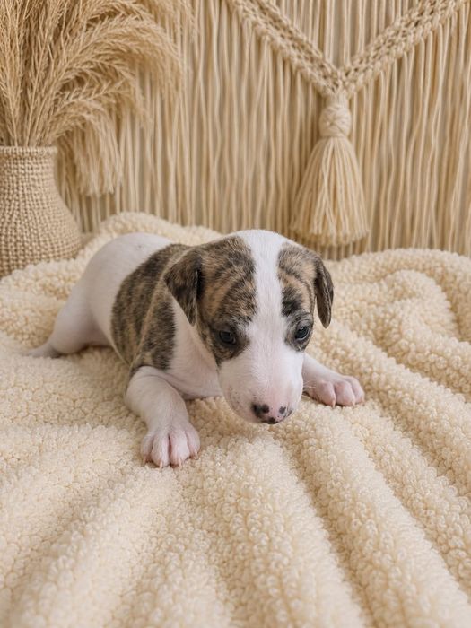 Whippet - Chart Angielski / FCI piesek