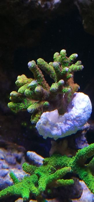 Anacropora . koralowiec sps.