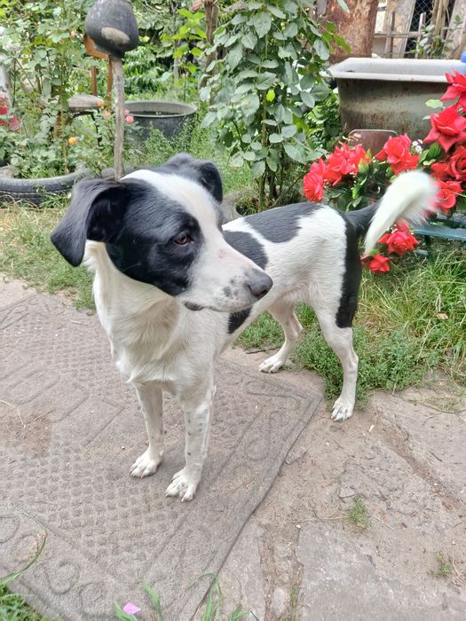 Шикарна дивчинка,срочно рятуеться у Добри руки