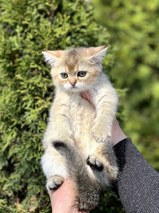 ХШикарний  плюшевий хлопчик