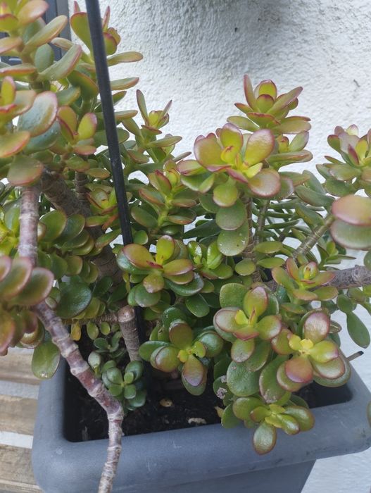 Suculenta Jade (Crassula Ovata)