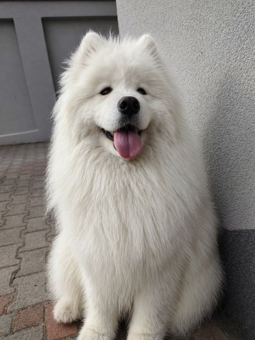 Samoyed FCI / Zkwp  ostatnia suczka
