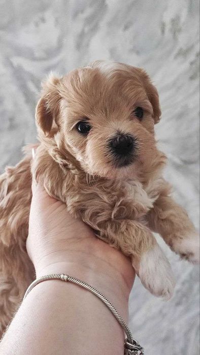 Продам мальтіпу F1 babyface