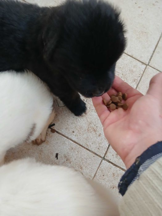 Cachorras para adotar