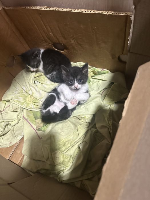 Безкоштовно!!!Кошенята