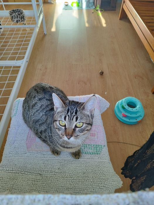 Gatinha  jovem para adoção responsável.