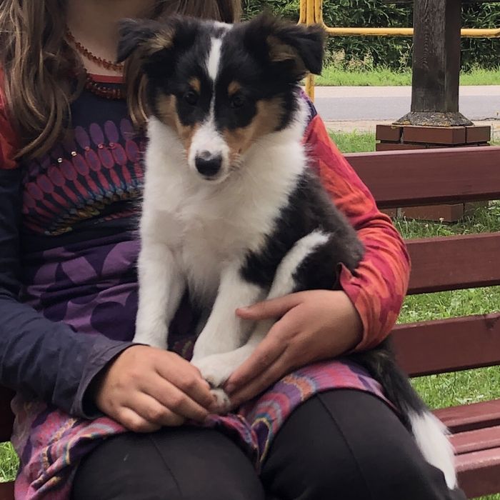 Alladin tricolorowy sheltie z warmińskiej farmy. Owczarek szetlandzki po rodzicach pracujących z owcami