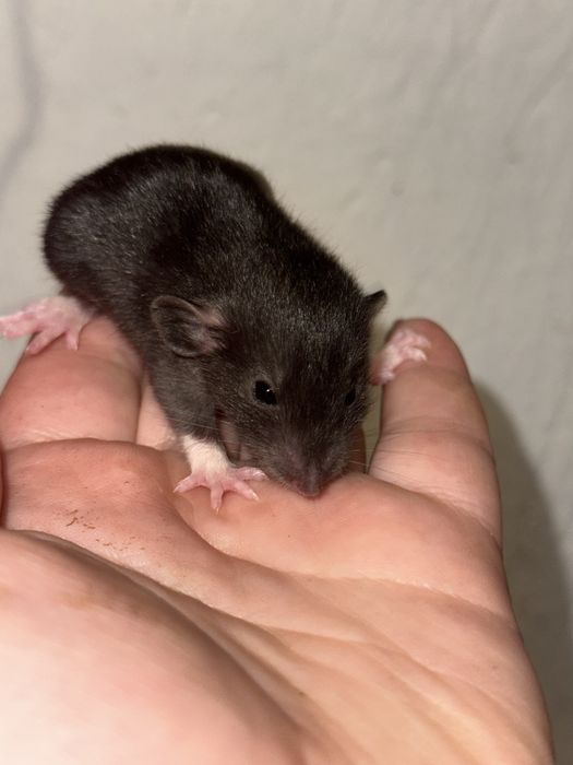 Крысынята Дамбо девчушкі и мальчишки , щурики, крисинята хлопці.