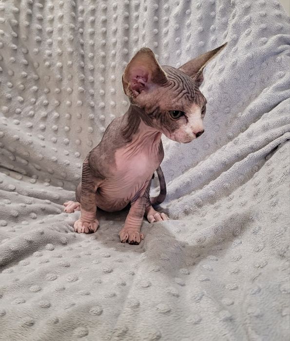 Macho sphynx bebé